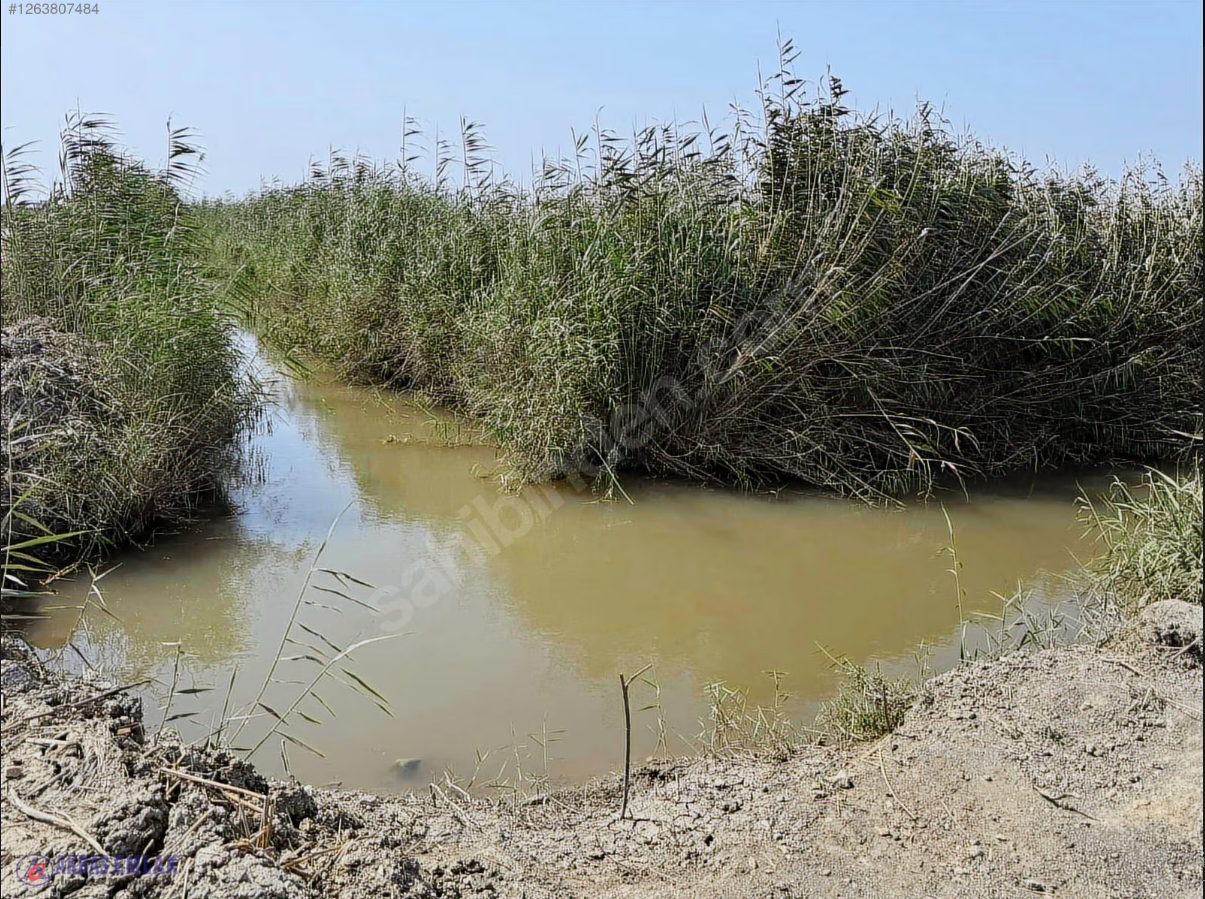 AKBAŞ'tan SATILIK W MURCOTT LİMON BAHÇESİ