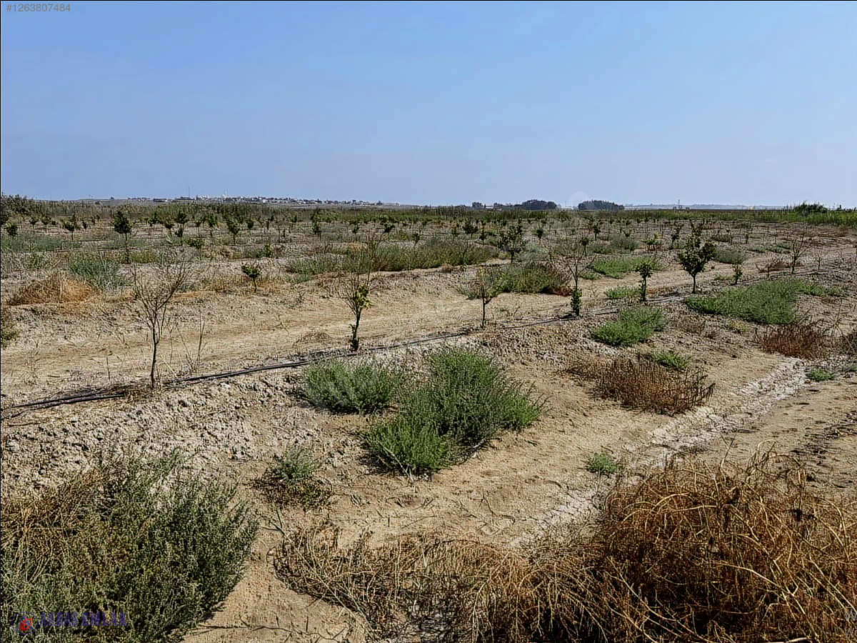 AKBAŞ'tan SATILIK W MURCOTT LİMON BAHÇESİ