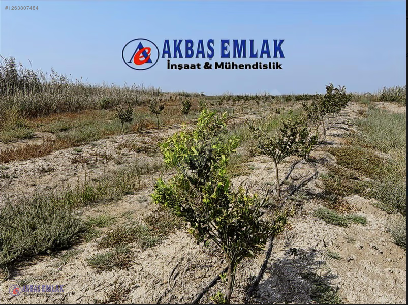 AKBAŞ'tan SATILIK W MURCOTT LİMON BAHÇESİ